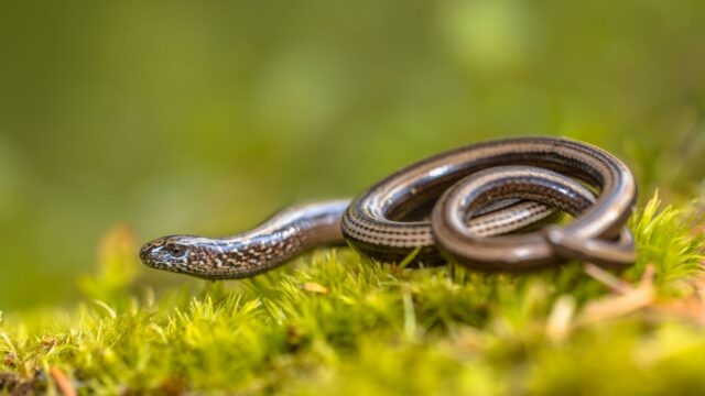 Comment ce lézard sans pattes protège votre jardin