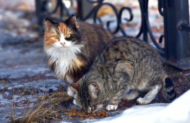 photo-chats