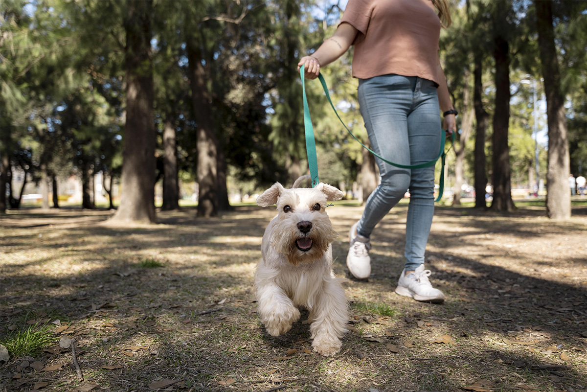 Liberté contrôlée : comment offrir plus d’autonomie à son chien en toute sécurité ?