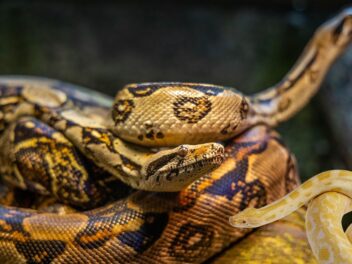 Des pythons géants en pleine nature : enquête, frayeur et vigilance dans cette campagne tranquille