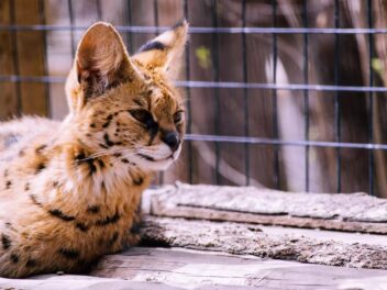 Serval en danger : l’animal sauvage vendu comme jouet de luxe