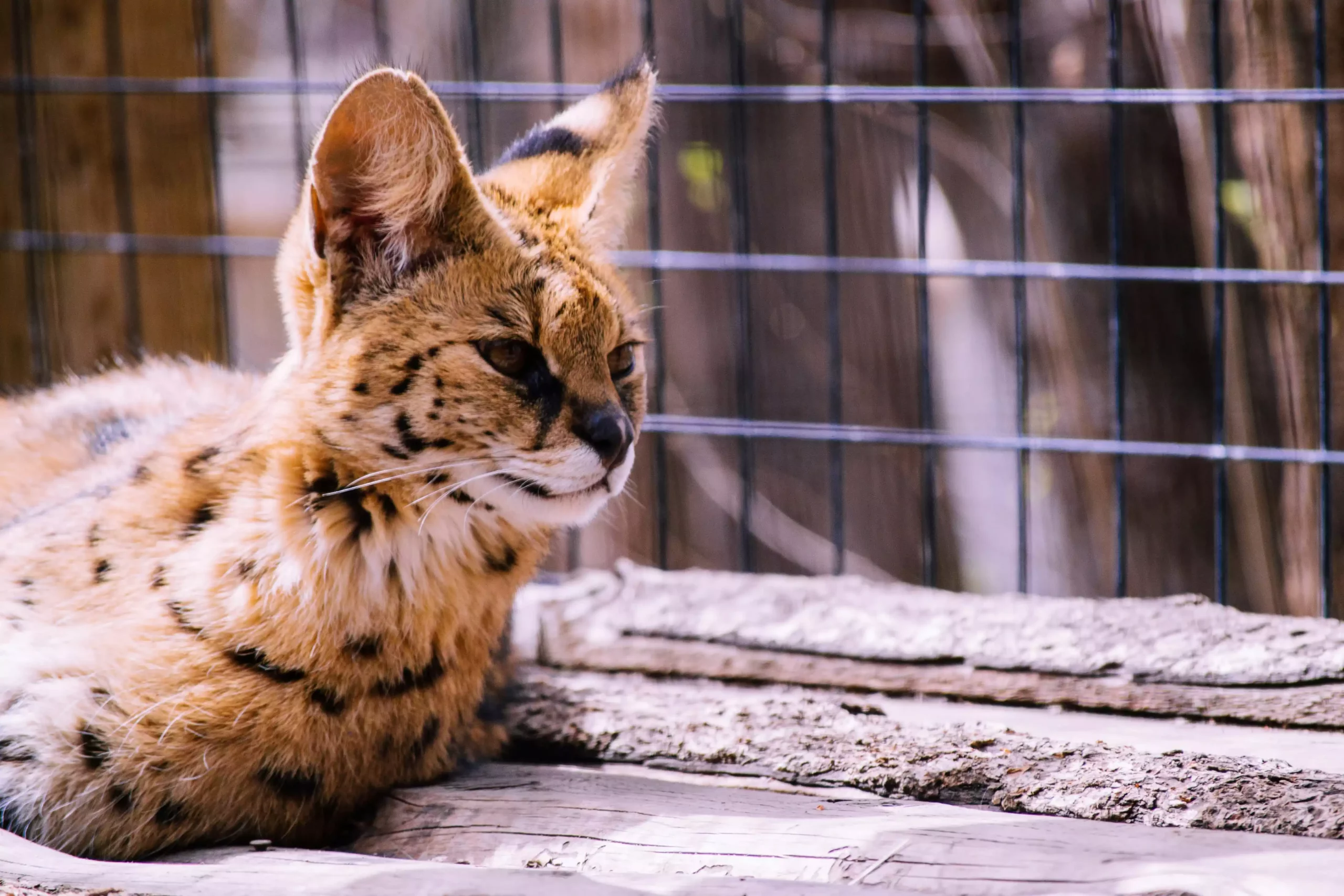 Serval en danger : l’animal sauvage vendu comme jouet de luxe