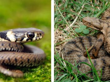 Vipère ou couleuvre : comment être sûr ?
