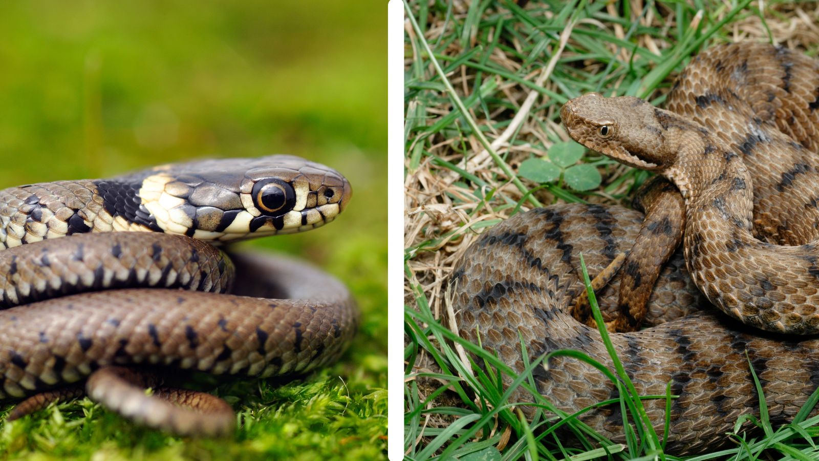 Vipère ou couleuvre : comment être sûr ?
