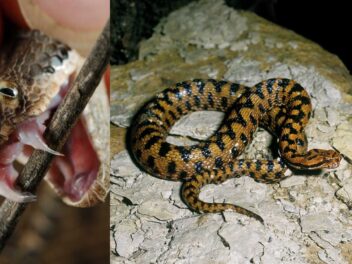 Chiens, enfants, jardiniers : l’heure où les vipères frappent le plus en été