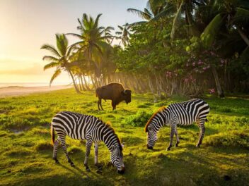 Cayo Saetía, Cuba : l’île sauvage où bisons, cerfs et gnous vivent en liberté