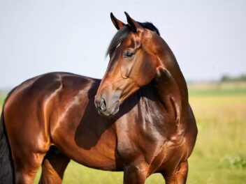 Les 7 Raisons pour lesquelles le cheval Holsteiner domine les concours !