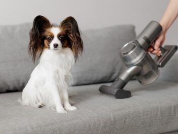 Aspirateur poils d’animaux : comment bien l’utiliser ?