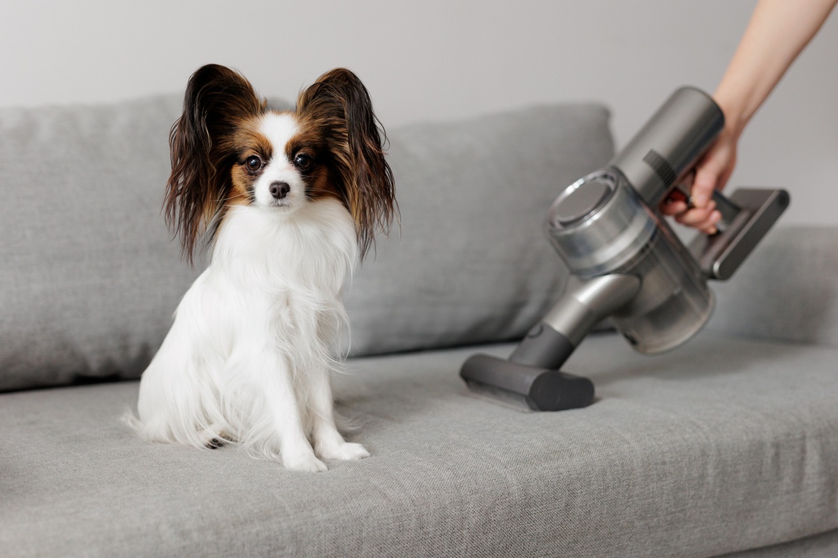 Aspirateur poils d’animaux : comment bien l’utiliser ?