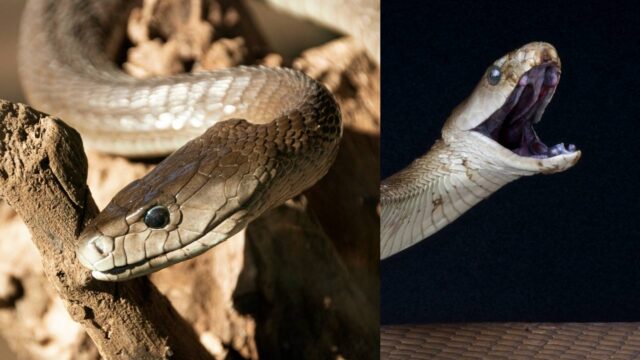 black-mamba.jpg