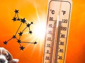 Canicule : un mot lié aux chiens… et un danger bien réel pour votre animal
