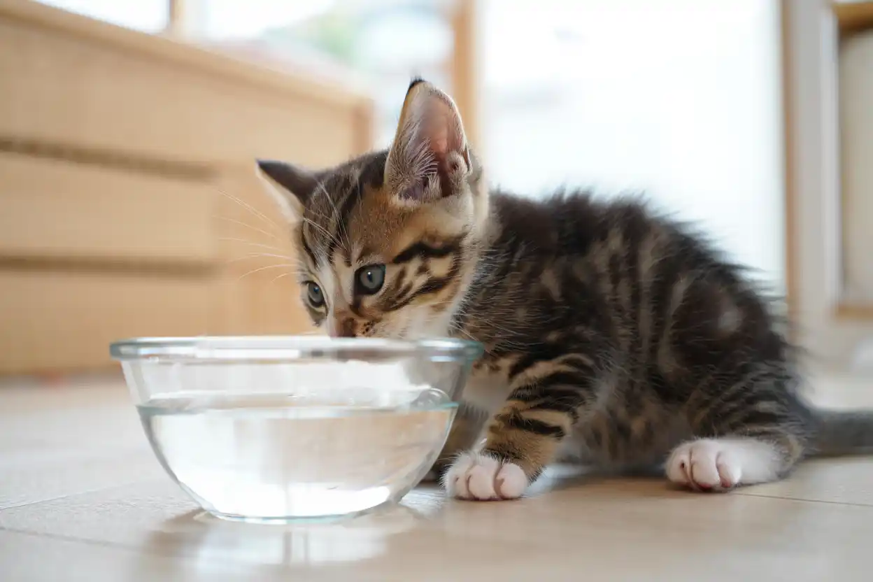 Mon chat boit beaucoup : quand s’inquiéter et comment réagir pour sa santé