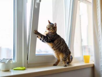 Oscillo-battant : pourquoi ce type de fenêtre est un vrai danger pour votre chat