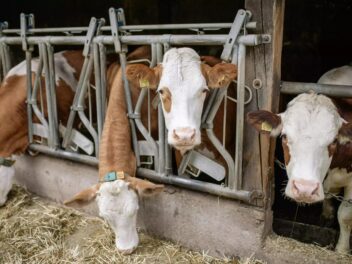 Colère des éleveurs : la France sacrifie-t-elle ses vaches pour rien ?