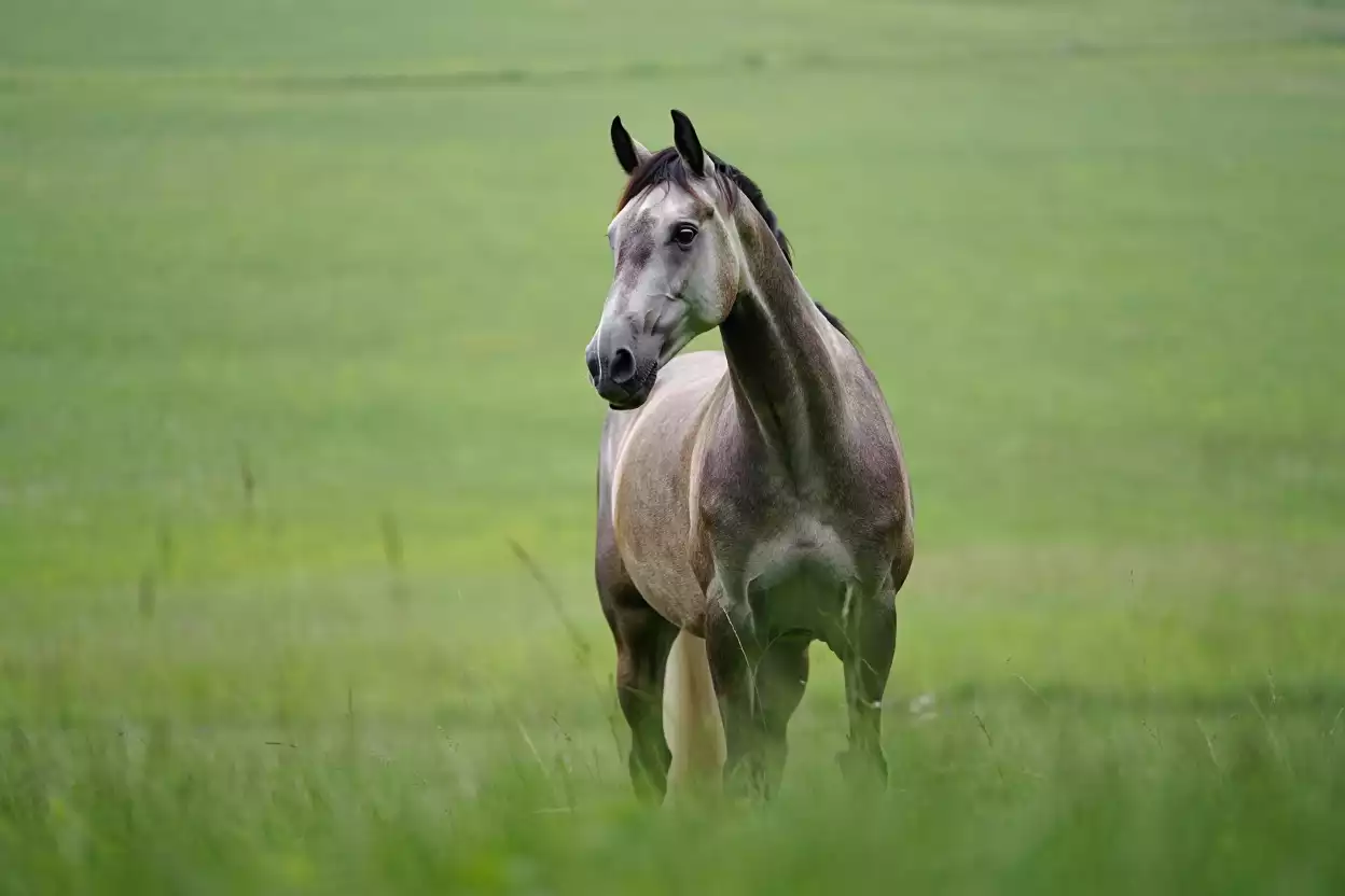 Près du Havre, une série de mutilations de chevaux plonge un village normand dans la terreur