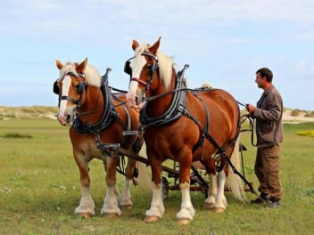 Île de Ré : Quand deux chevaux de trait redessinent l’agriculture écologique