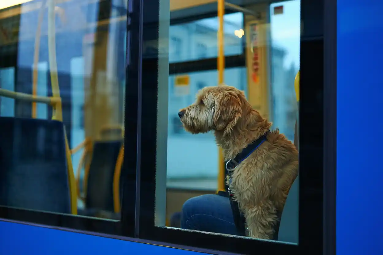 Chiens dans le tram à Strasbourg : le pari gagnant d’une plus grande liberté pour les propriétaires… et un réseau encore plus inclusif