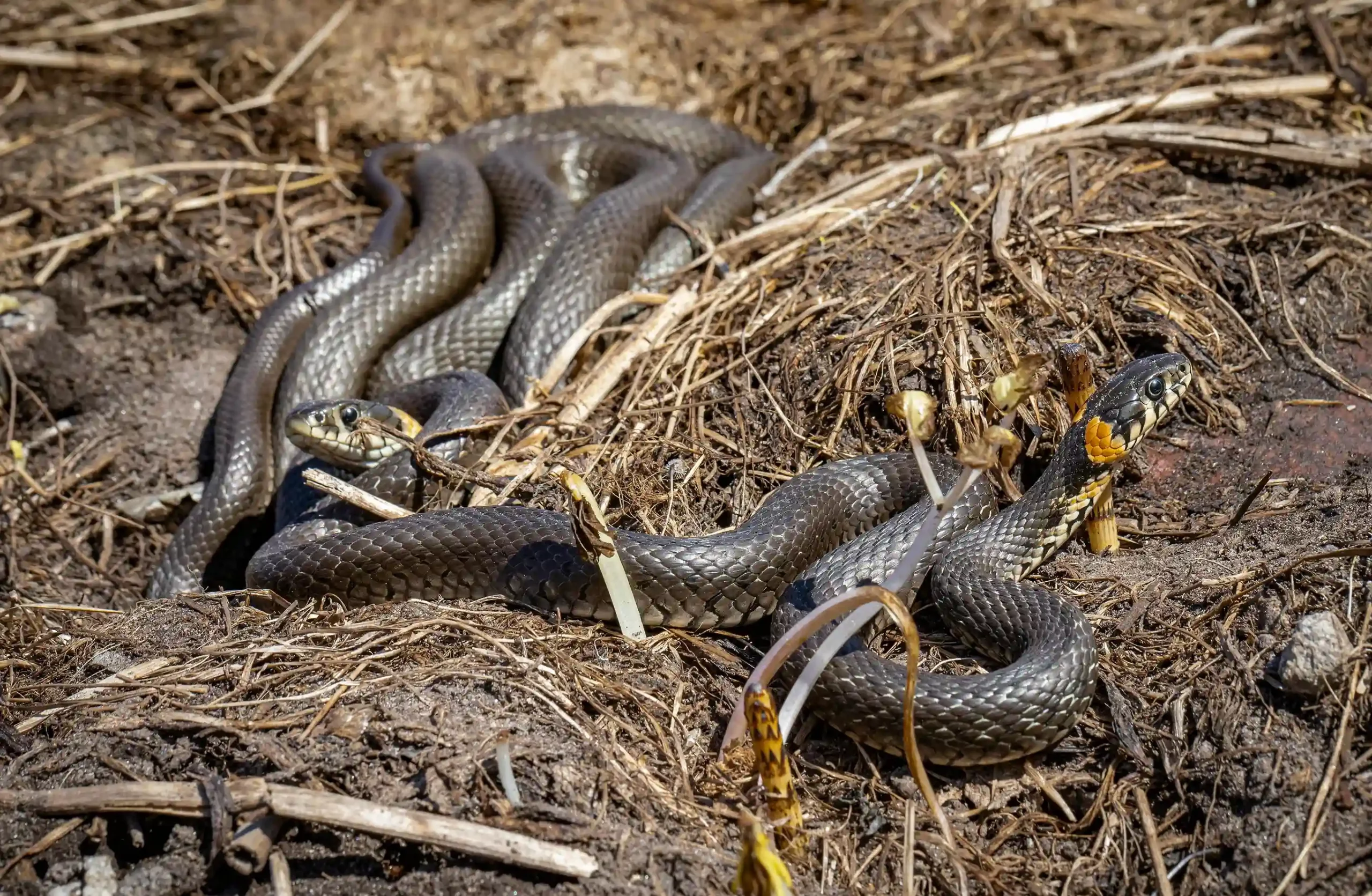 Vous n’allez pas croire ce que ces serpents ont fait au Grand Parc de Miribel-Jonage