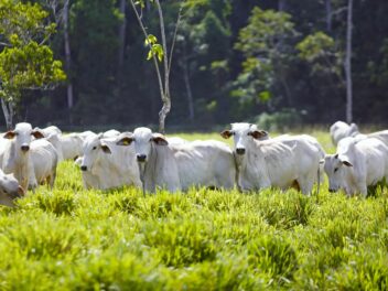 Dermatose nodulaire bovine : exemple du Gers avec 0 cas et des choix à faire