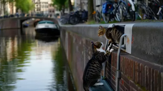Amsterdam dépense 100 000€ pour sauver ses chats : découvrez l’initiative choc !