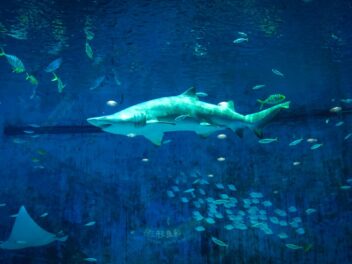 Découverte exceptionnelle : un grand requin blanc de 4,5 m observé au large de Porquerolles
