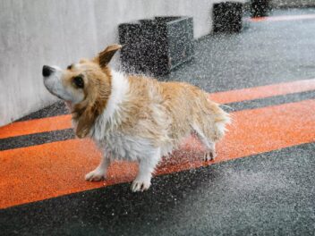 Quand les vidéos « mignonnes » sur Internet cachent une vraie violence envers les animaux