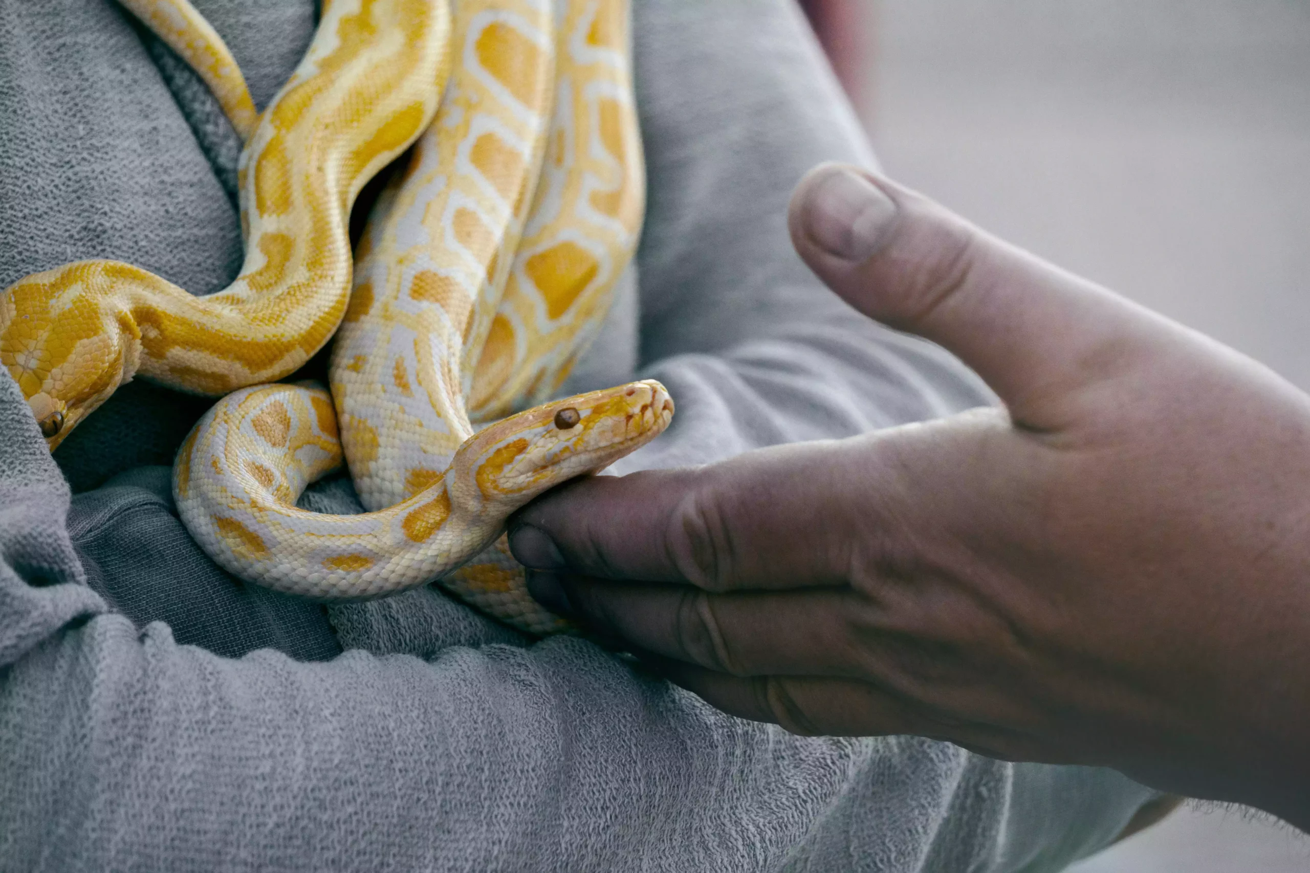16 juillet, « Journée mondiale du serpent » : Ce que tout le monde ignore sur ces reptiles fascinants