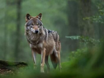 Le loup débarque en Loire-Atlantique : les éleveurs sont-ils prêts à riposter ?