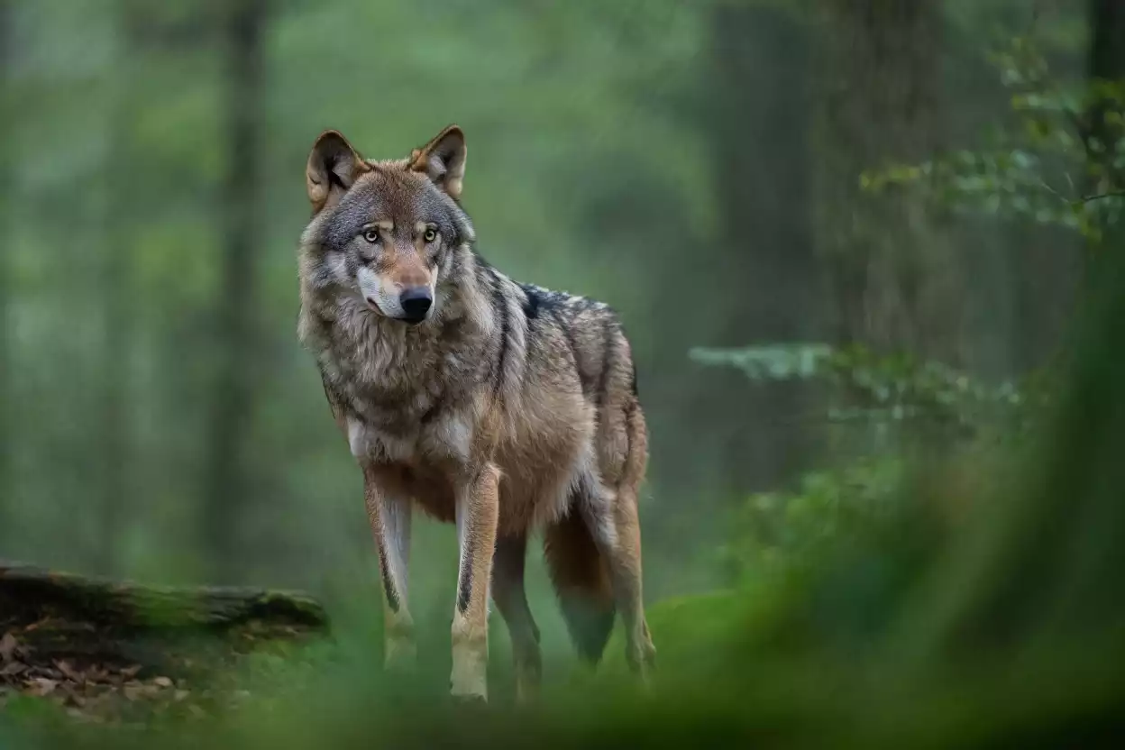 Le loup débarque en Loire-Atlantique : les éleveurs sont-ils prêts à riposter ?