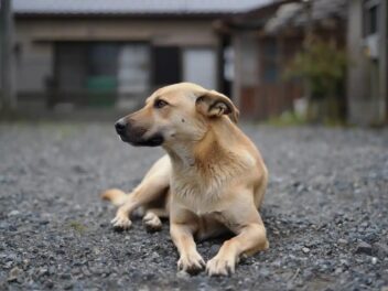 Violence animale filmée : cet homme arrêté dans les Deux‑Sèvres