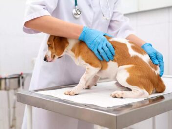 Purge des glandes anales chez le chien : guide pratique pour chiens heureux (et propriétaires détendus) !