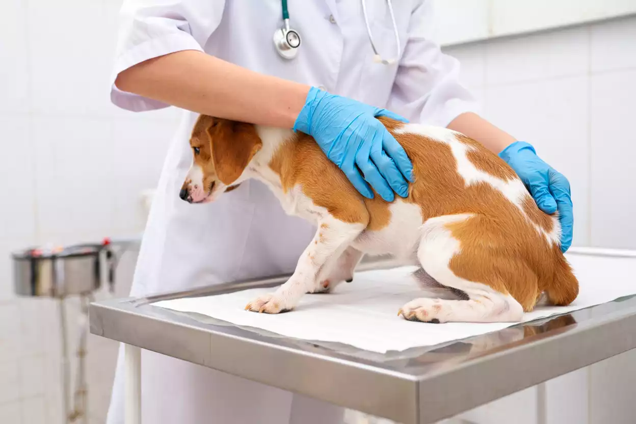 Purge des glandes anales chez le chien : guide pratique pour chiens heureux (et propriétaires détendus) !