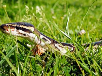 Comment le python digère-t-il une proie entière, squelette compris ? Les scientifiques lèvent le voile sur un incroyable secret