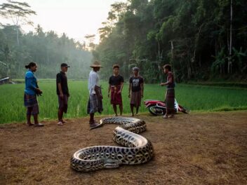 Indonésie : Un agriculteur découvert dans l’estomac d’un python géant de 8 mètres