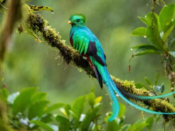À Paris et Marseille, les douanes stoppent un trafic inédit de peaux d’alligators, plumes rares et crânes marins