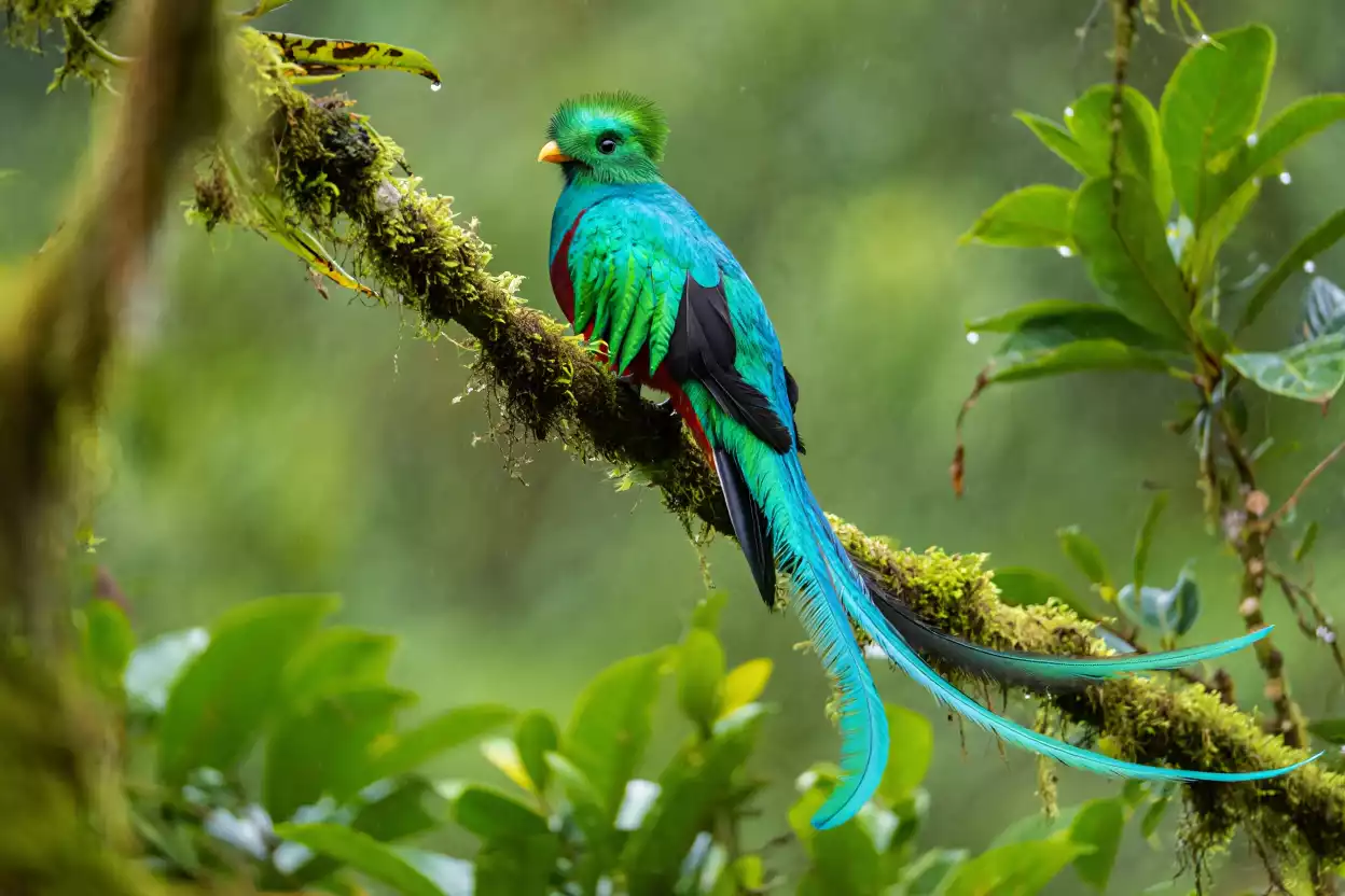 À Paris et Marseille, les douanes stoppent un trafic inédit de peaux d’alligators, plumes rares et crânes marins