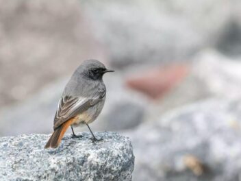 Le Rougequeue noir dans le Gard : mélodie, débrouille et gros risques pour ce petit oiseau