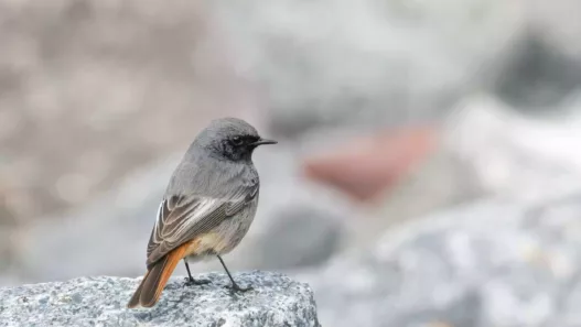 Le Rougequeue noir dans le Gard : mélodie, débrouille et gros risques pour ce petit oiseau