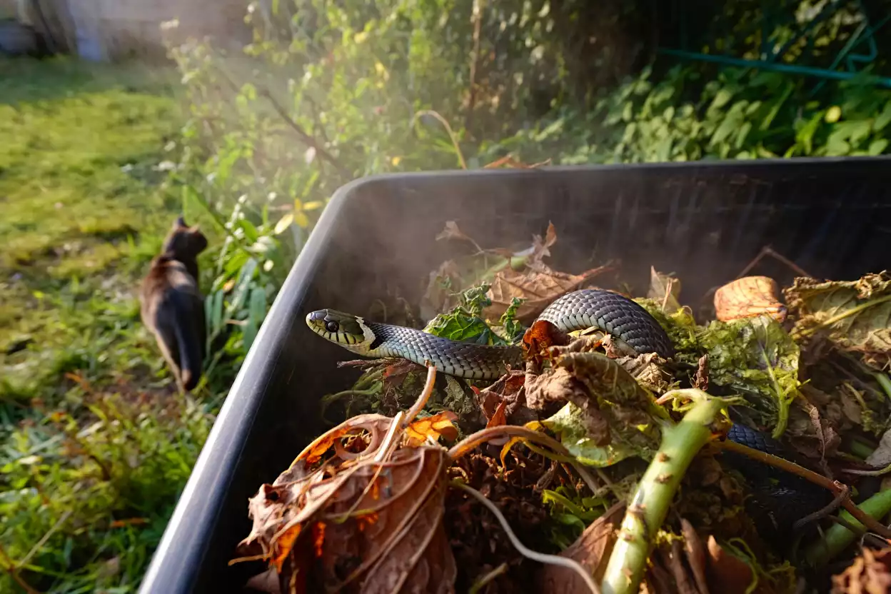 Compost et serpents, les signes qu’ils sont passés dans vos déchets verts
