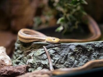 Incroyable : il échappe à la mort après une attaque de serpent à Rashidiya