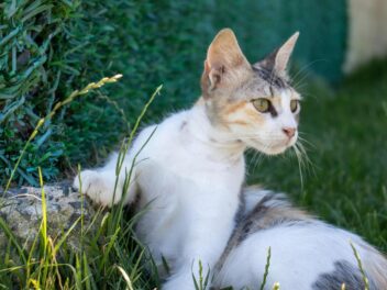 Attention : votre chat peut vous transmettre cette maladie redoutée !