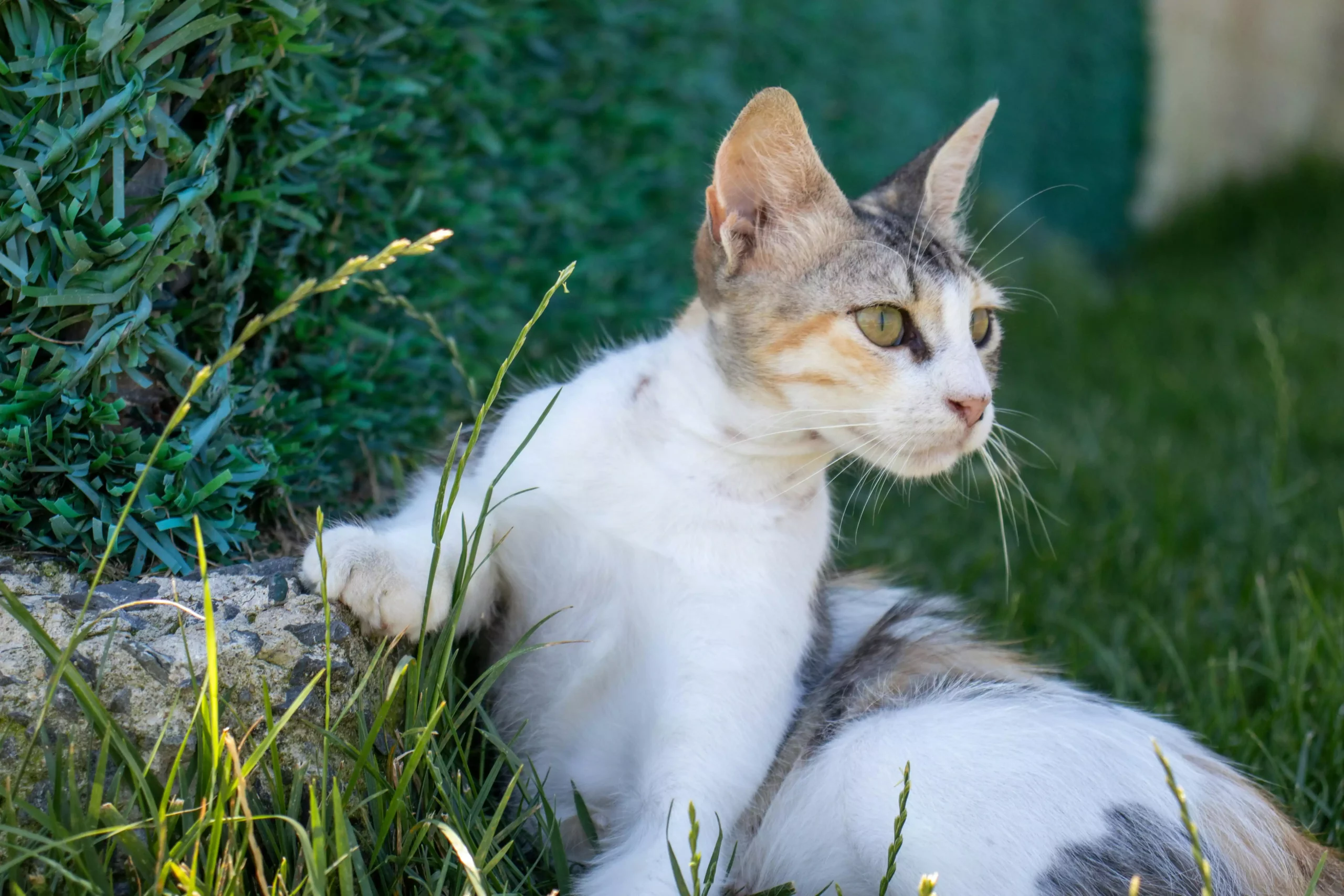 Attention : votre chat peut vous transmettre cette maladie redoutée !