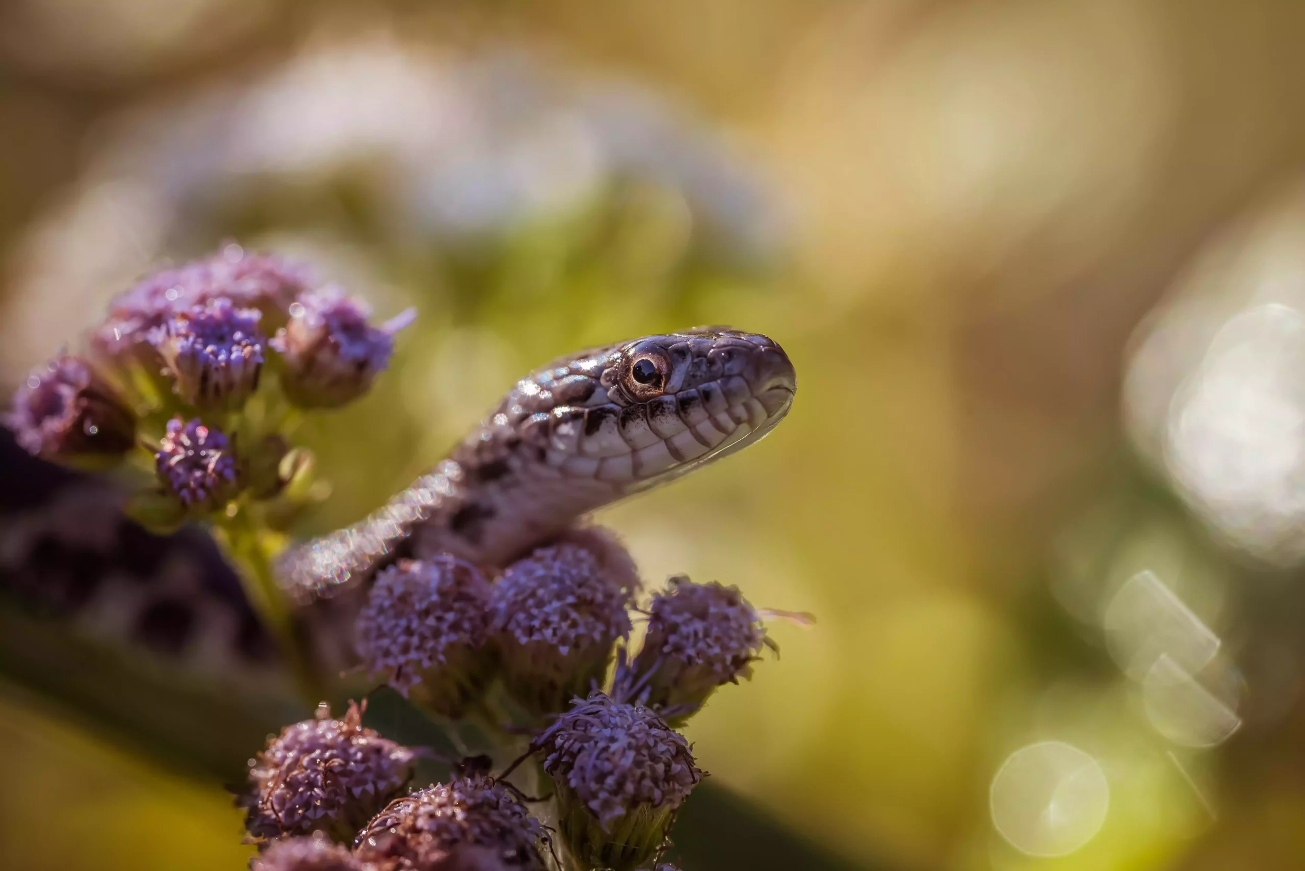 Vipères : cet endroit que tout le monde oublie… sauf elles