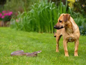 Vipère dans le jardin : le geste qui peut sauver la vie de votre chien !