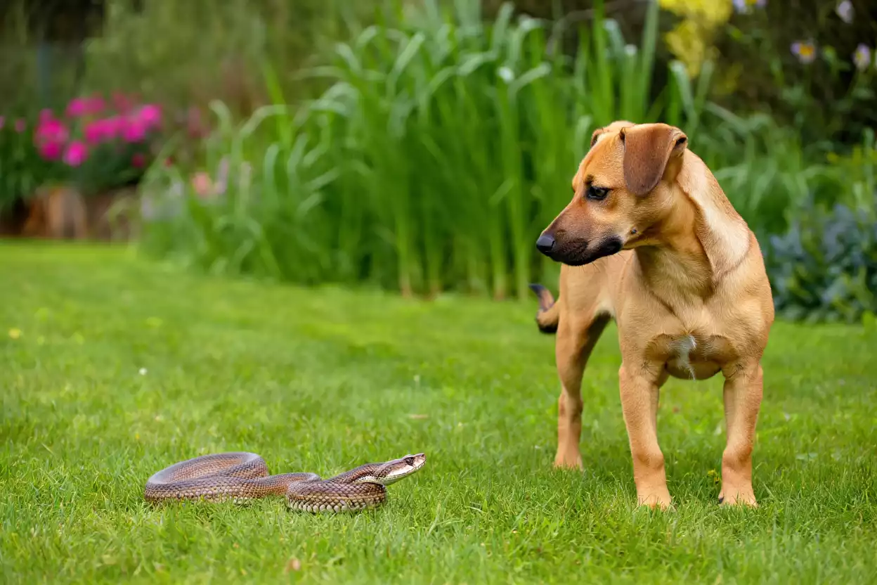 Vipère dans le jardin : le geste qui peut sauver la vie de votre chien !