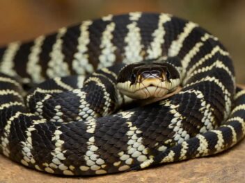 Invasion de la Royal Culebra de Californie à Gran Canaria : Des effets en chaîne sur la biodiversité insulaire