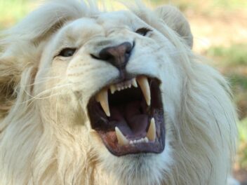 Accident avec un animal sauvage : tous les bons réflexes pour bien réagir