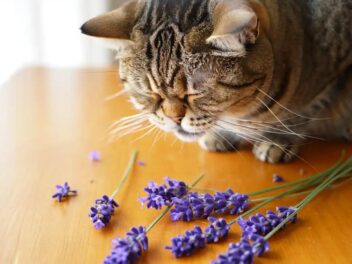 Huiles essentielles : le secret pour un jardin sans chats révélé par des experts !