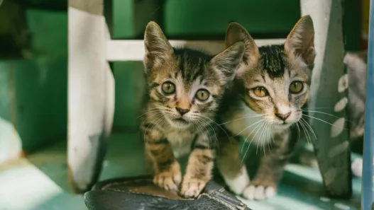 Royaume-Uni : deux adolescents condamnés après la découverte de chatons torturés à Londres