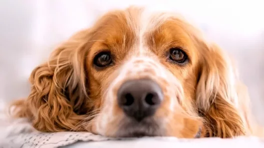 Les chiens aux longues oreilles : morphologie, races et entretien